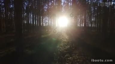 日落时，透过松树林中的阳光鸟瞰图